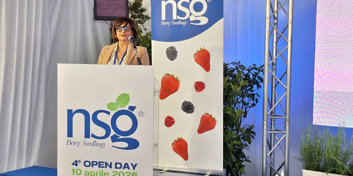 Fragola e cambiamento climatico: le nuove varietà NSG rispondono alle sfide del futuro